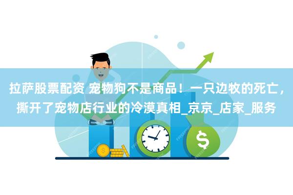 拉萨股票配资 宠物狗不是商品！一只边牧的死亡，撕开了宠物店行业的冷漠真相_京京_店家_服务
